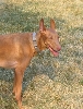 Harvey--Too Hot!