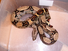 100% het for albino(Kahl strain)