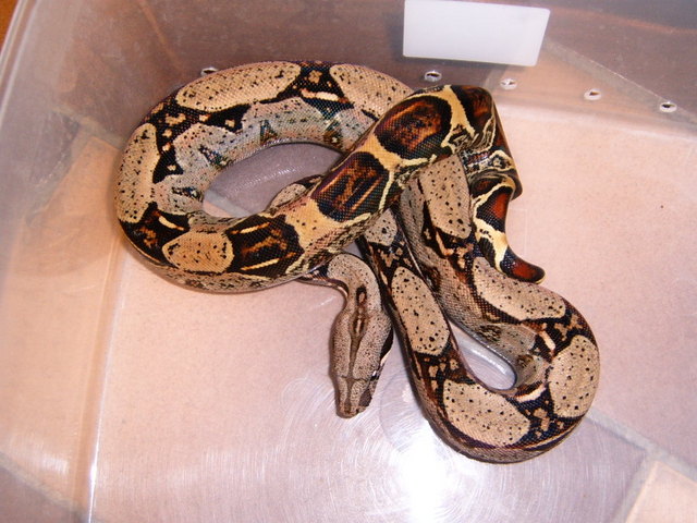 100% het for albino(Kahl strain)