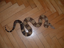B.c.i 66%het albino (Sharp strain)