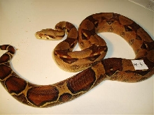 female 66%het Sharp albino#3