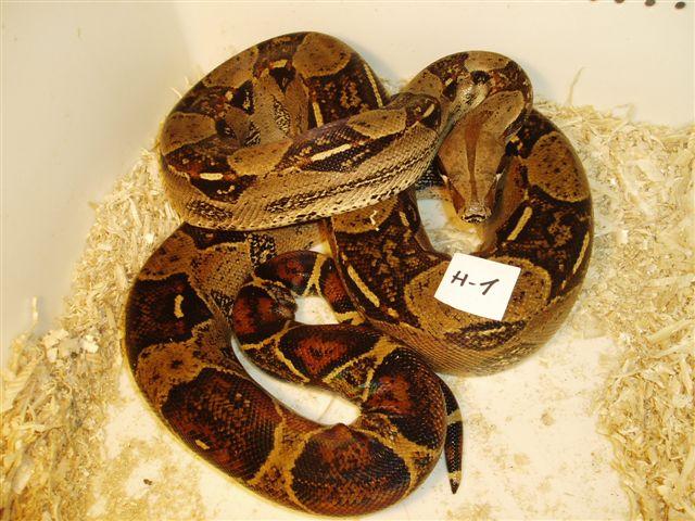 female 66%het Sharp albino