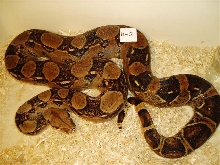 female 66%het Sharp albino#2