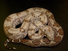 female