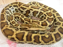 Male Burmense