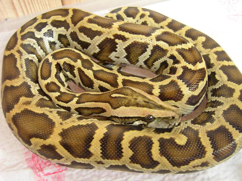 Male Burmense