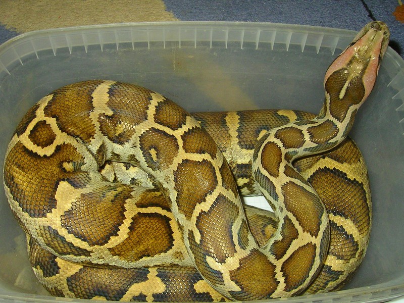 Sri Lanka Python 0.1