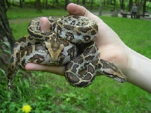 Sri Lanka Python 1.1