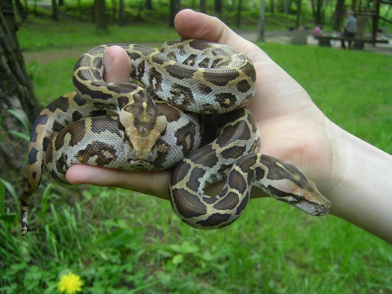 Sri Lanka Python 1.1
