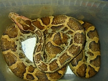 Sri Lanka Python 1.0