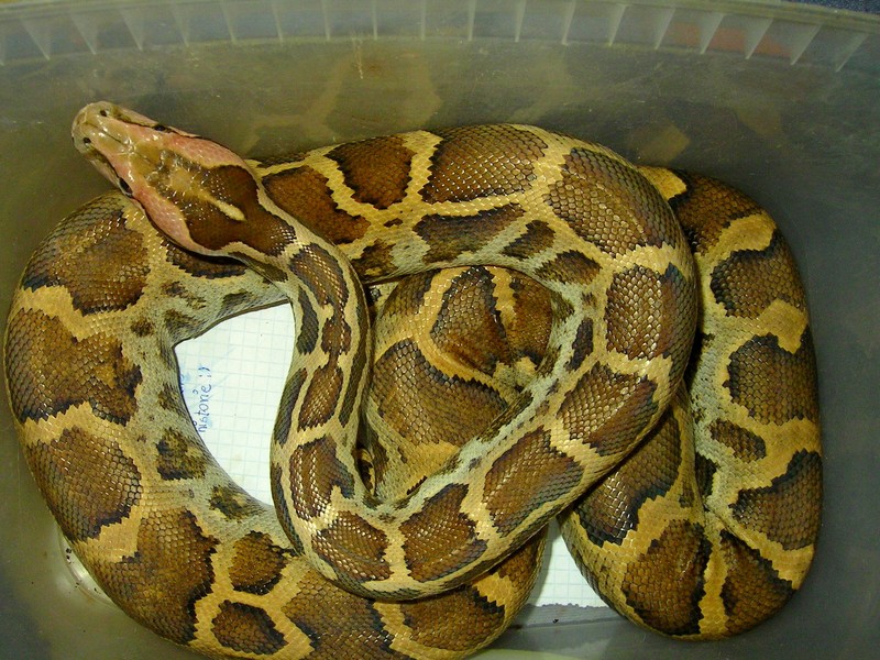 Sri Lanka Python 1.0