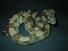 Female#5