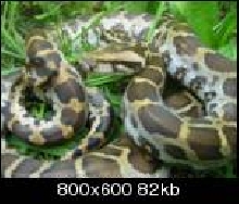 Siri Lanka Python