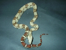 female
