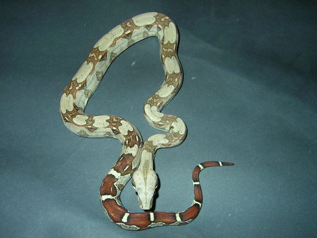 female
