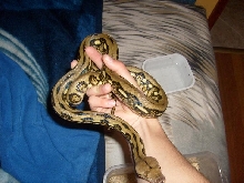 tiger het albino