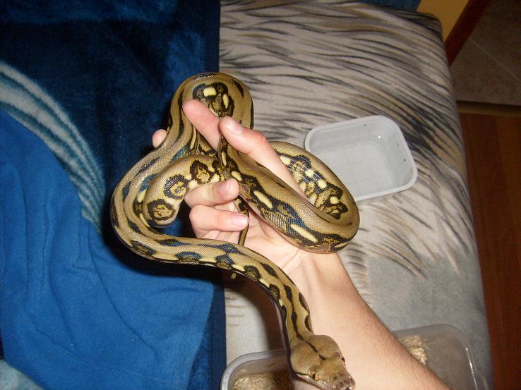tiger het albino