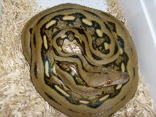 tiger het albino