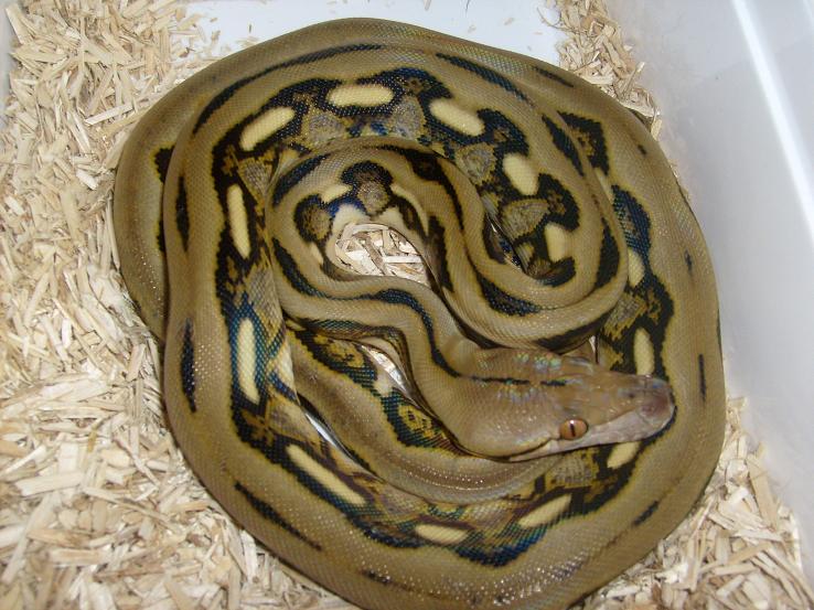 tiger het albino