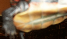 Turtle's shell