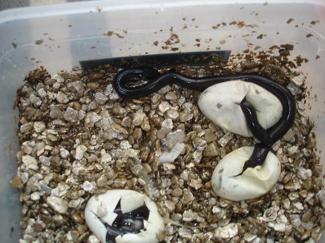 mbk hatching