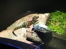 My babys basking together