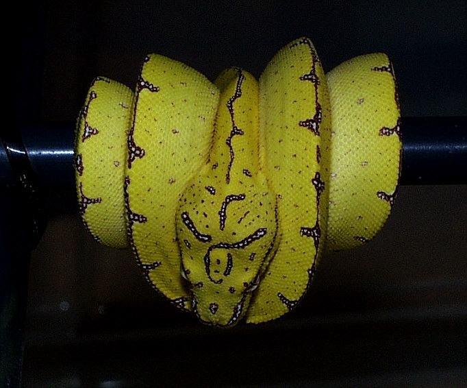 Hatchling Shot @1999