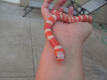 Albino Honduran