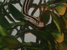little fella