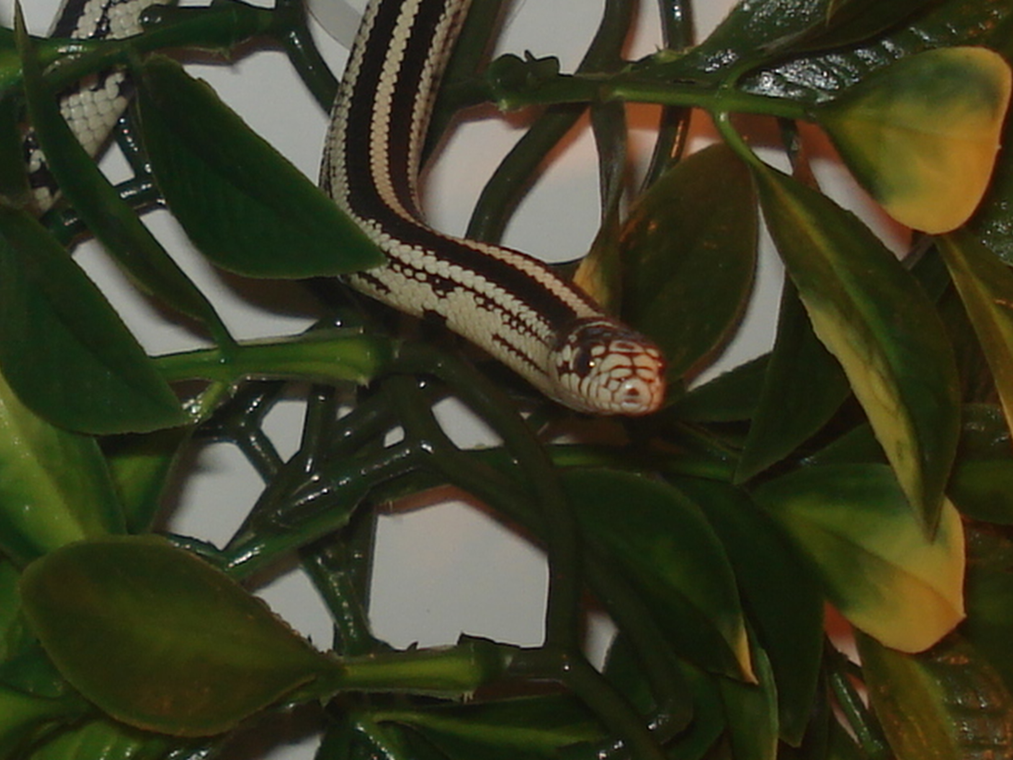 little fella