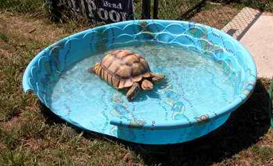 Frankie in pool