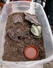 Box turtle baby enclosure