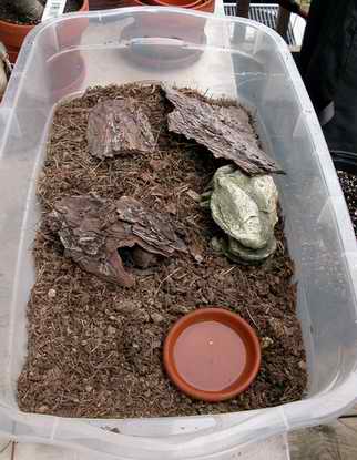 Box turtle baby enclosure