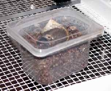 Incubator