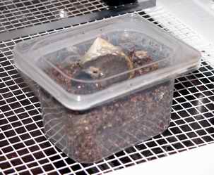 Incubator