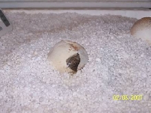 Hatching