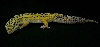 Leopard Gecko Male 2