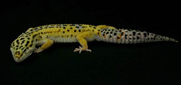 Leopard Gecko Male 2
