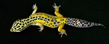 Leopard Gecko Male