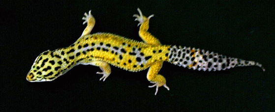 Leopard Gecko Male