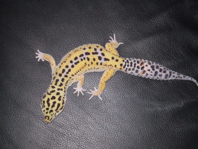 Jubileu