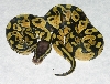 pastel