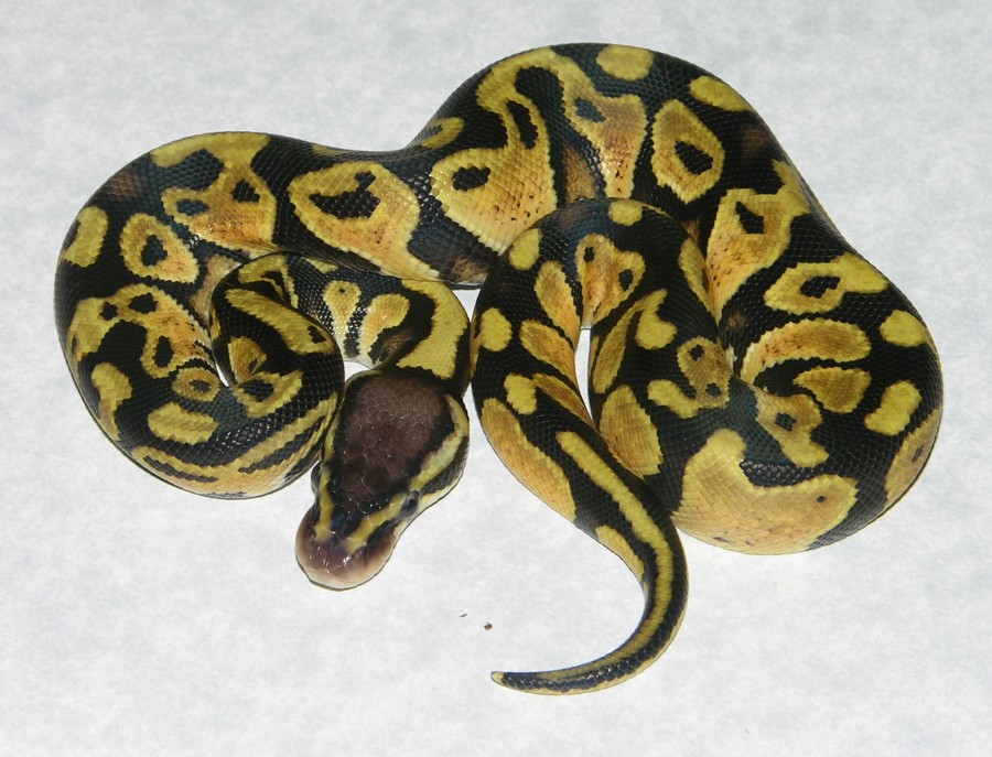 pastel