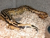 Borneo super stripe