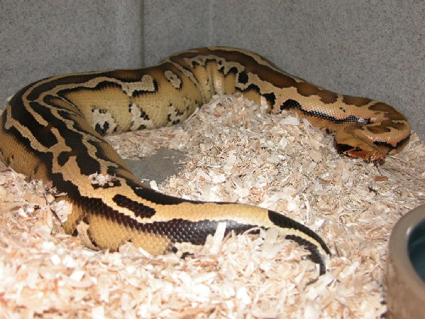 Borneo super stripe