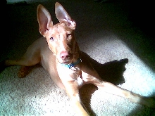 Rio in Sunshine