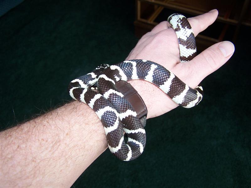 abberant cal. king male