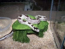 reverse spotted female