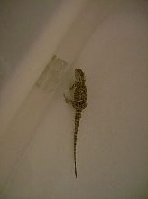 Gizmo in the bath