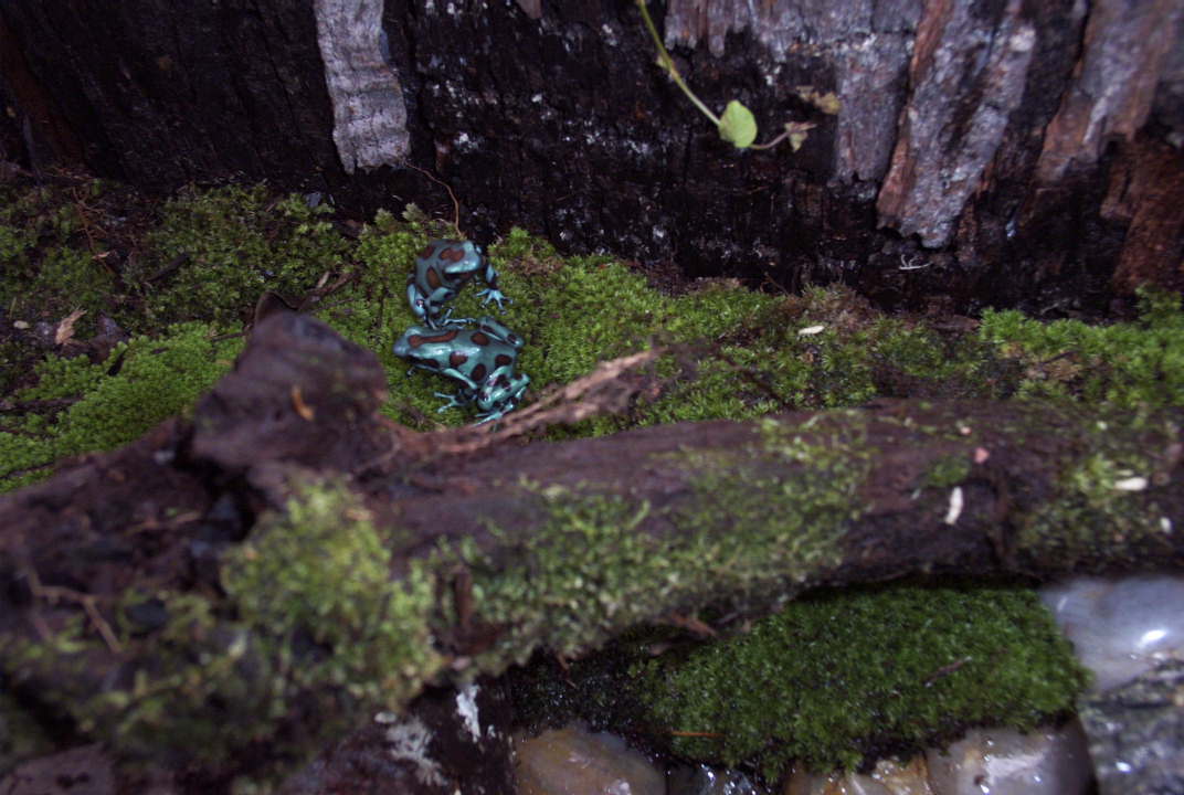 2 new frogs